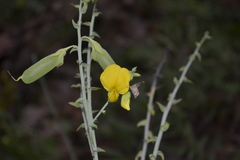 Crotalaria spectabilis